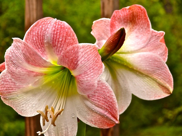 Her amaryllis as in full bloom on 4-24-2010